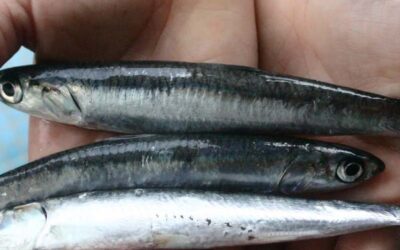 ¿Conoces los beneficios del pescado azul?