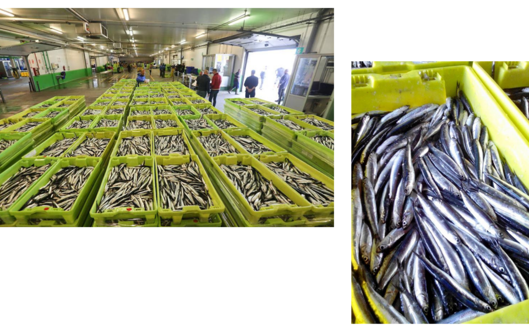 ¡LA CAMPAÑA DE BOCARTE LLEGA A GIJÓN!