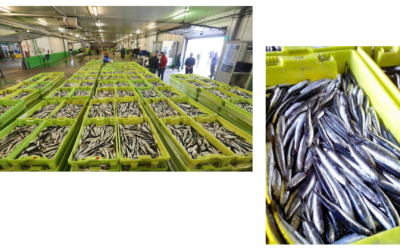 ¡LA CAMPAÑA DE BOCARTE LLEGA A GIJÓN!